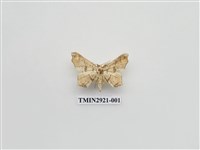 藏品(夜蛾191)的圖片